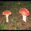 20070727_008